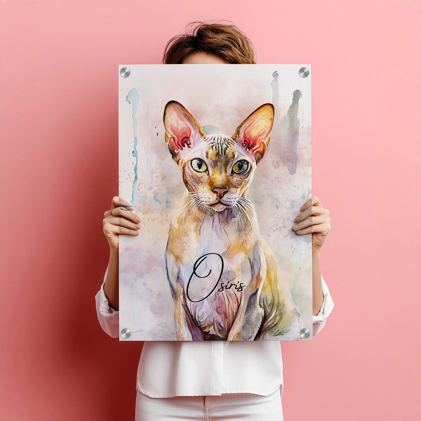 Aquarell Tierportrait einer Sphynx Katze auf Acrylglas 60x90 cm. Frontal gehalten von einer Frau vor einer pinken Wand.